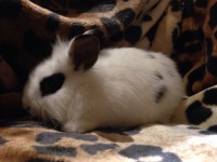 /album/lowenkopfkaninchen/img-20151114-wa0016-1-jpg/